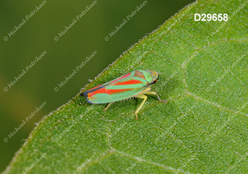 Graphocephala teliformis (Cicadellidae, Hemiptera)